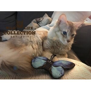 Wild Life Cat Blue Butterfly