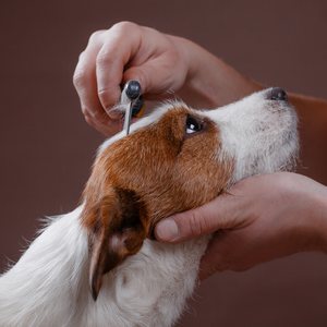 Koiran hyvinvointi & hoito