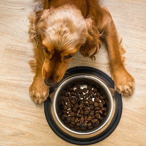 Koiran kupit ja ruokailualustat